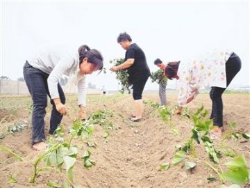 河北雄安新区红薯苗种植工45天
